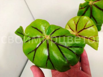 Бегония Glandulosa